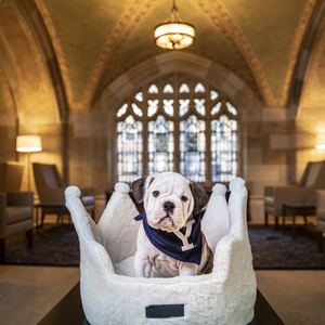Yale’s mascot, an Olde English Bulldog, sitting in a crown-shaped dog bed in a cathedral-like room