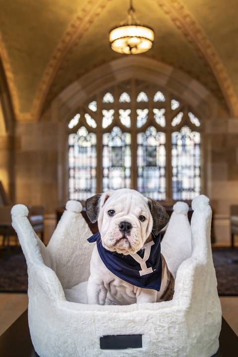 Yale’s mascot, an Olde English Bulldog, sitting in a crown-shaped dog bed in a cathedral-like room