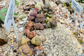 Marsh Botanical Garden